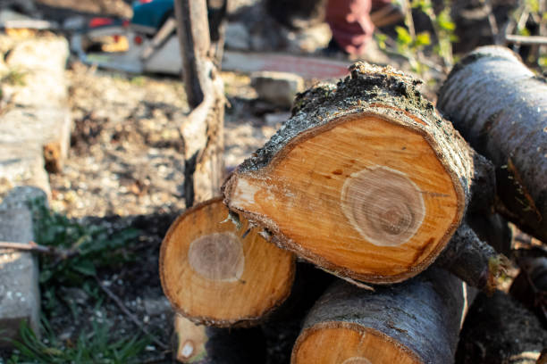 How Our Tree Care Process Works  in  Coos Bay, OR