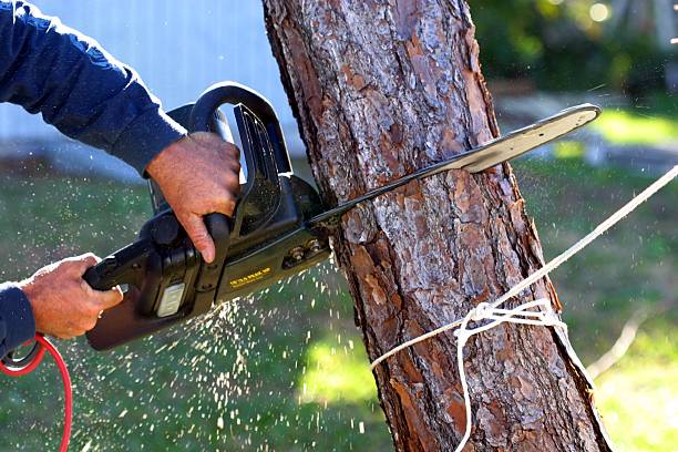 Best Arborist Consultation Services  in Coos Bay, OR